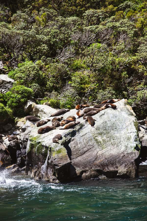 Milford Sound: 2-Hour Small Boat Scenic Cruise - Should you book the Mitre Peak cruise?