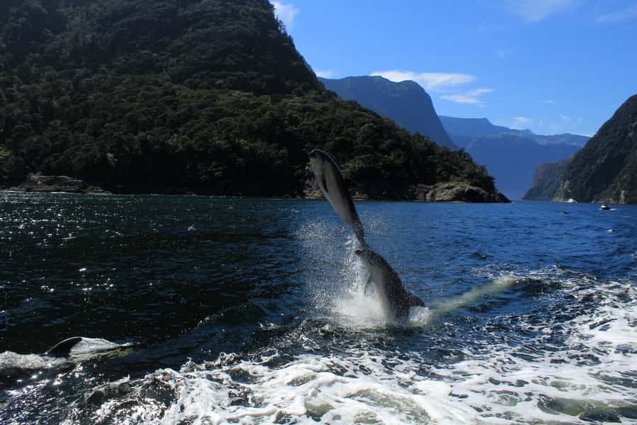 Milford Sound: Boutique Small-Boat Cruise - Seals, dolphins, and the trip to the Tasman Sea
