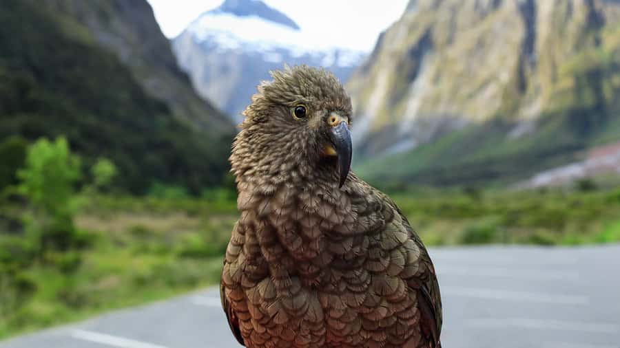 Milford Sound: Boutique Small-Boat Cruise - Sterling Falls is the wettest highlight