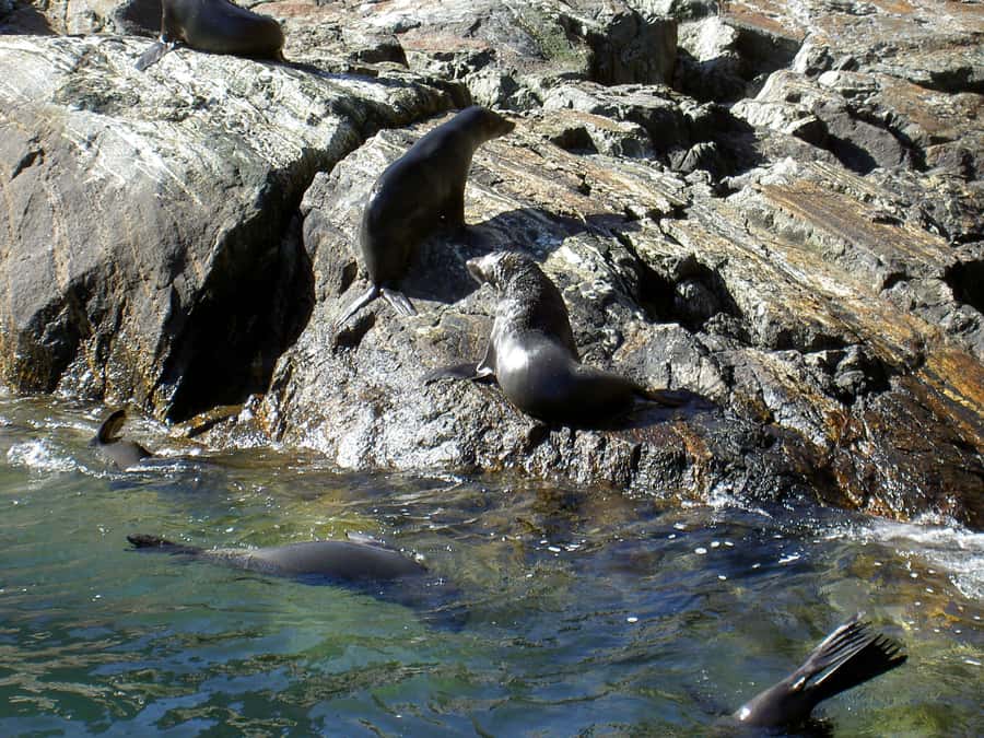Milford Sound: Boutique Small-Boat Cruise - Weather, clothing, and onboard comfort