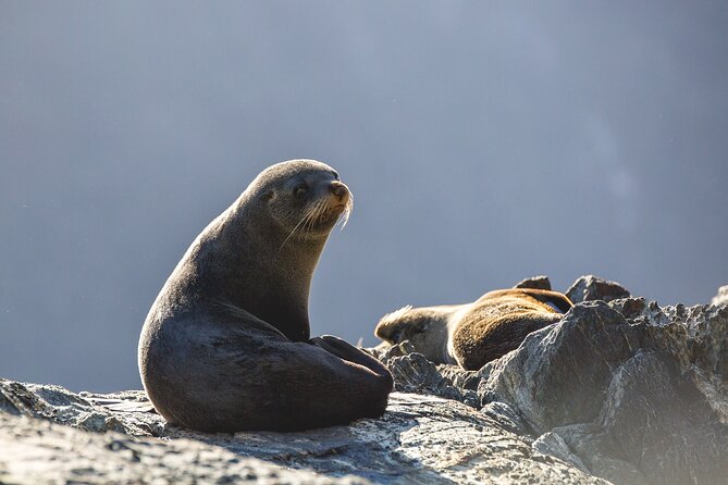 Milford Sound Cruise - RealNZ - Is $96.19 good value?