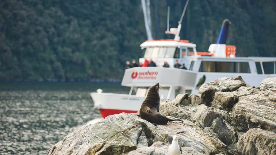 Milford Sound: Discover More on Our Longest Cruise - Why the longest Milford Sound cruise matters