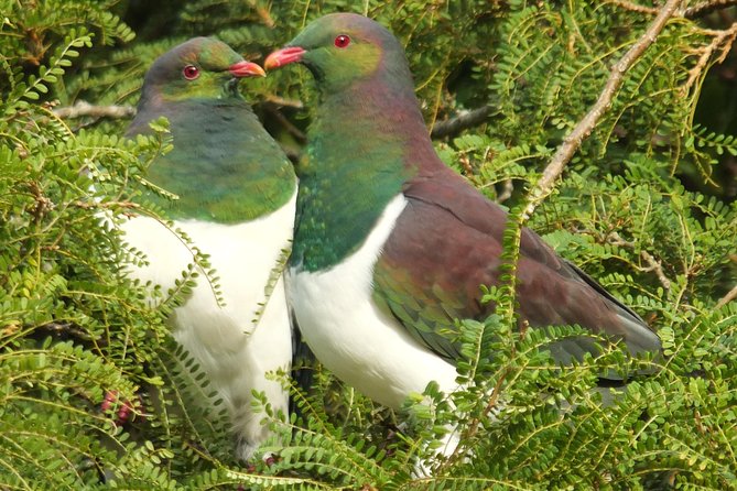 Milford Sound Discovery Tour - Lake Gunn and Hollyford Track: quick views along the road