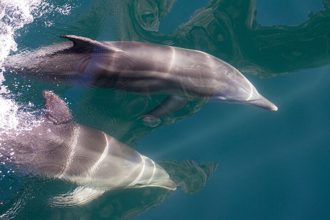 Milford Sound Extended Cruise with Southern Discoveries - Wildlife in a remote Fiordland setting