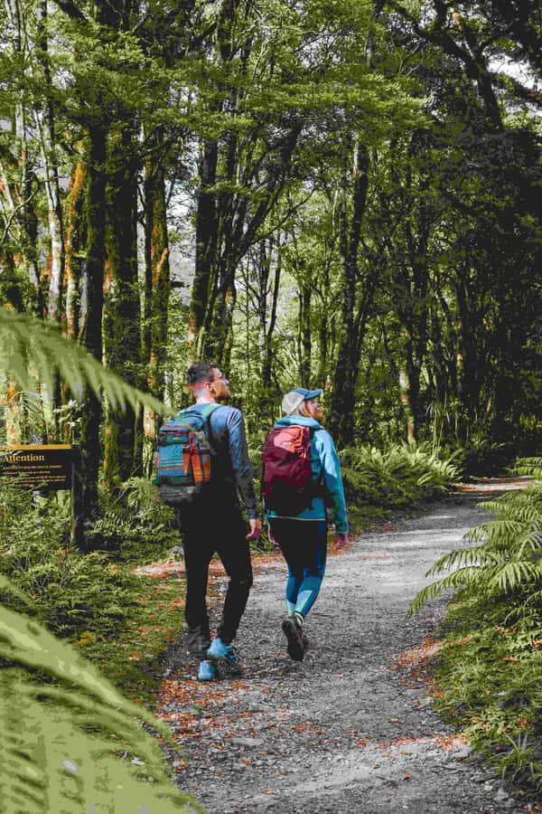 Milford Sound: Nature Cruise & Milford Track Walk - Two ways to arrange the day