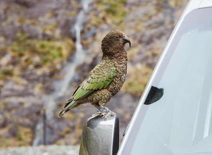 Milford Sound: Small-Group Tour from Te Anau - Is $178 good value?