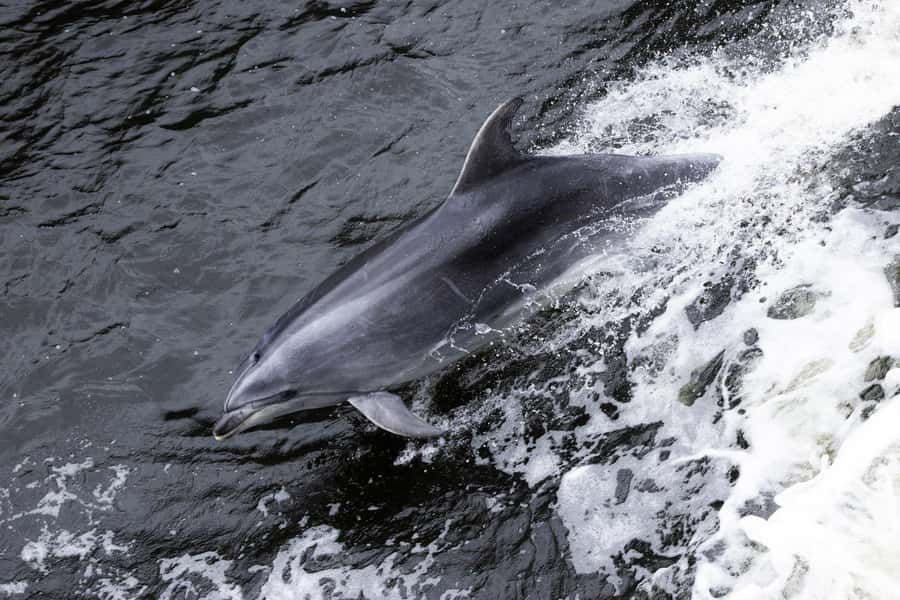 Milford Sound: Wildlife & Nature Cruises - Key things to know before you go