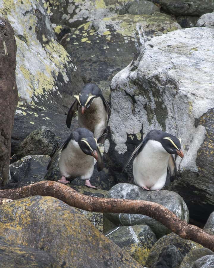 Milford Sound: Wildlife & Nature Cruises - Who should book this cruise?