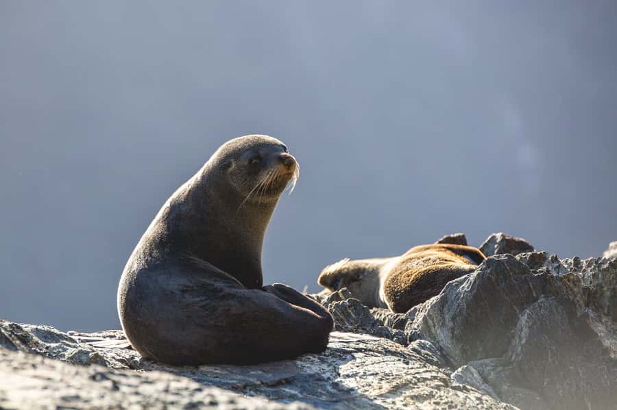 Milford Sound: Wildlife & Nature Cruises - What weather does to the experience