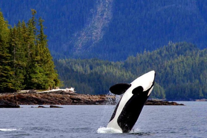 Misty Fjords Expedition - 6 Passenger Boat - Wildlife watching from the water