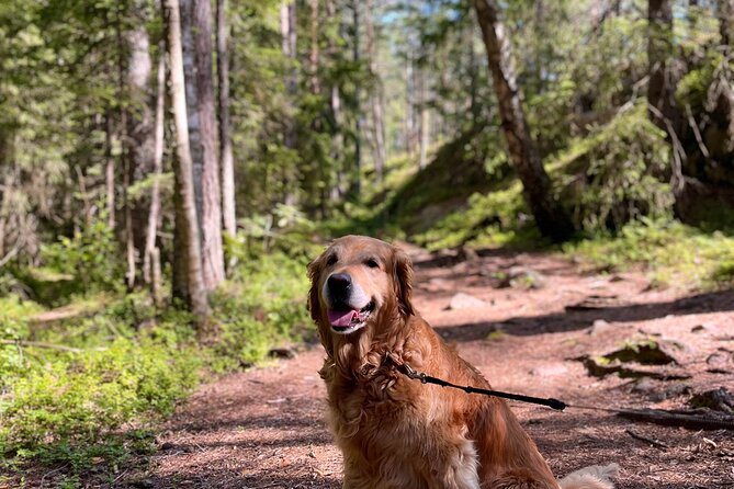 Oslo: Panoramic Fjord Hike Lead by a Local Guide and Dog - Blueberries, tea, and a campfire stop