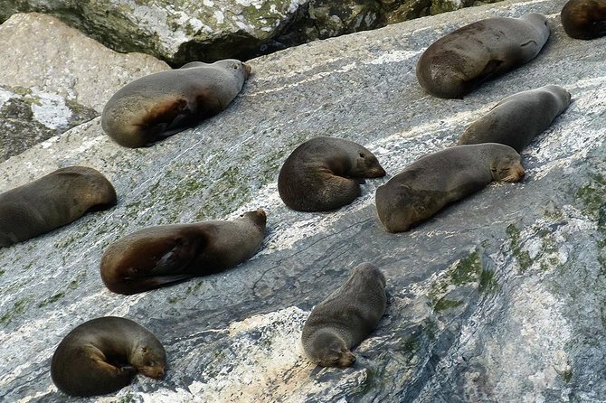 Premium Milford Sound Small Group Tour & Cruise from Queenstown - The Darran Mountains and Homer Tunnel add drama