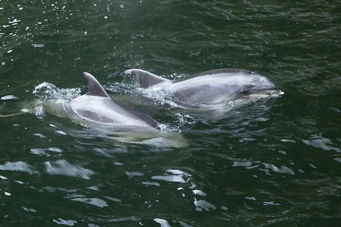 Premium Milford Sound Tour, Cruise & Lunch from Te Anau - Lake Gunn and the Hollyford River