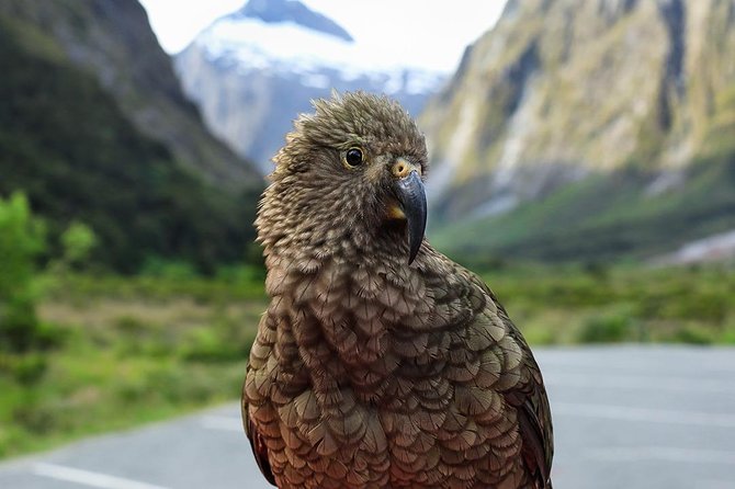 Premium Milford Sound Tour, Cruise & Lunch from Te Anau - Pops View and the stories behind the mountains