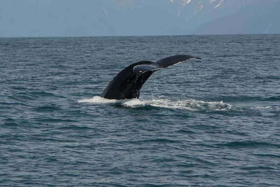 Seward: Captain's Choice Kenai Fjords National Park Tour - Lunch, seating, and a practical day on the water