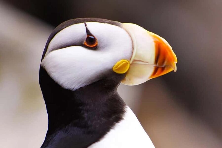 Seward: Captain's Choice Kenai Fjords National Park Tour - Who will get the most from this cruise