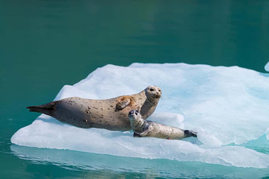 Seward: Kenai Fjords National Park Catamaran Cruise w/Lunch - Key points to know before booking