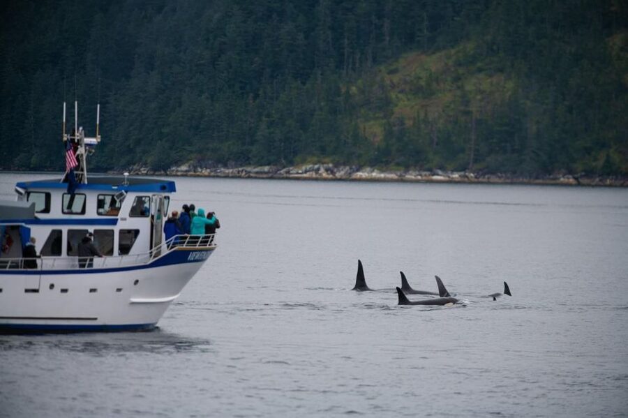 Seward: Kenai Fjords National Park Extended Cruise - Who should book this Seward cruise?