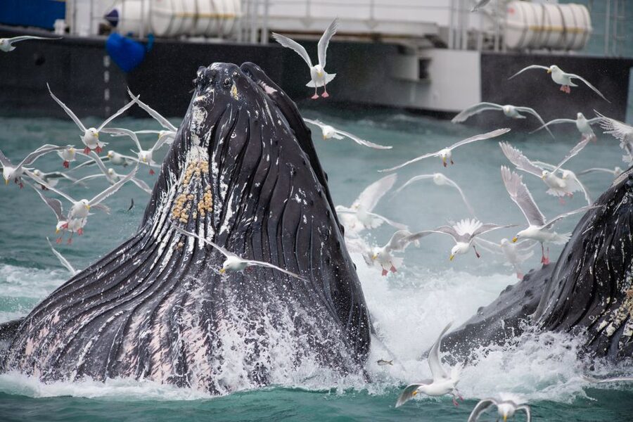 Seward: Kenai Fjords National Park Extended Cruise - Wildlife watching from a smaller boat