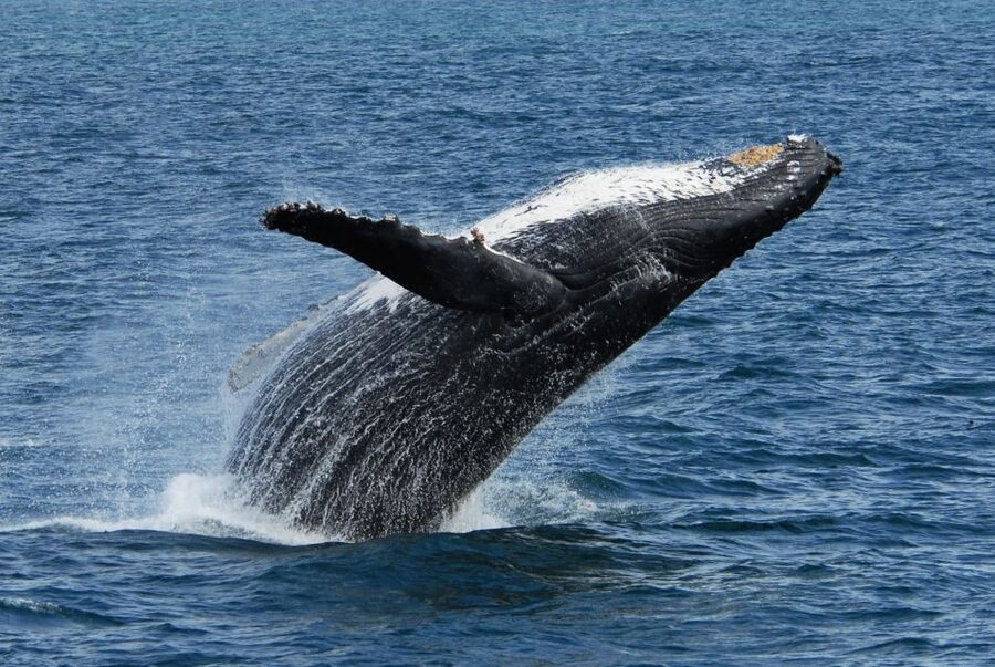 Seward: Kenai Fjords National Park Extended Cruise - Dress for cold, rain, and changing conditions