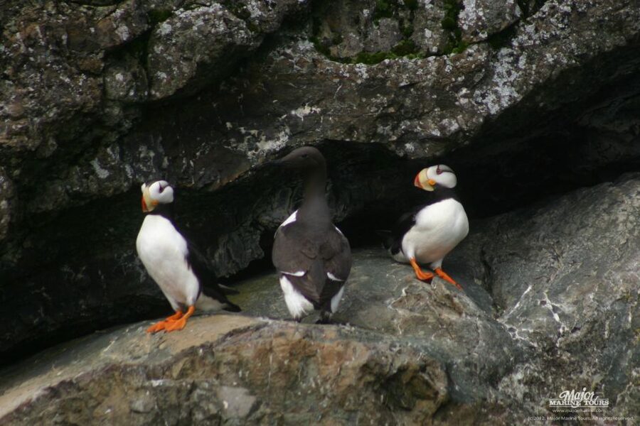 Seward: Kenai Fjords National Park Extended Cruise - Is $325 a good value?