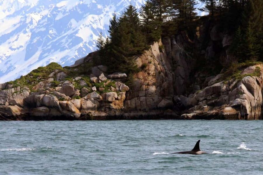 Seward: Kenai Fjords National Park Glacier & Wildlife Cruise - Glacier country beneath the Harding Icefield