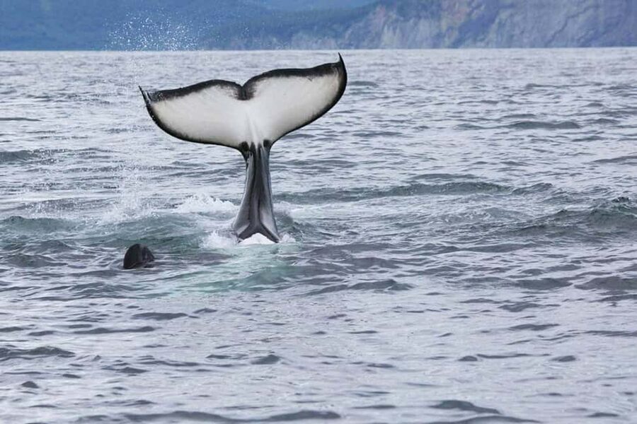 Seward: Kenai Fjords National Park Glacier & Wildlife Cruise - A boat built for changing Alaska weather