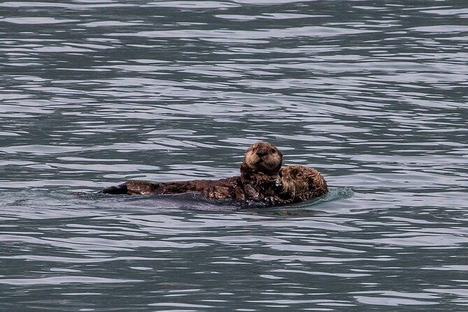 Seward Shore Excursion: Pre- or Post-Cruise Kenai Fjords National Park Tour - Timing matters on a cruise day