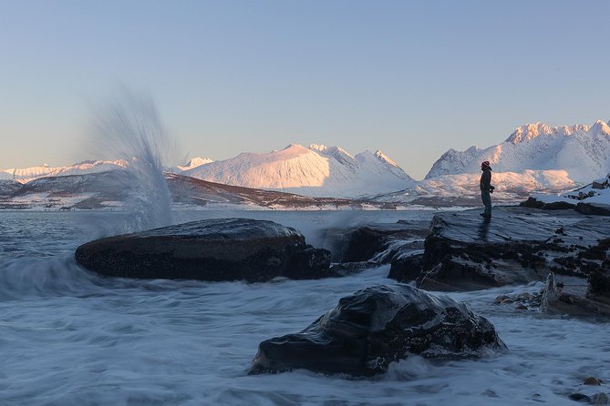 Small-Group Norwegian Fjords Tour from Tromso with Photos - Reindeer, roadside berries, and small Arctic details