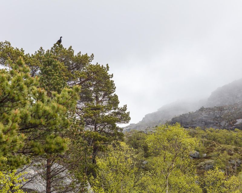 Stavanger: Preikestolen Hidden Trail Hike + Canoe + Lunch - How hard is the hike?