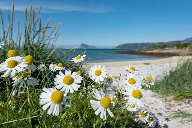 Summer Fjord Road Trip with Citizen Science with Wandering Owl - Guides, photographs, and the small-group feel