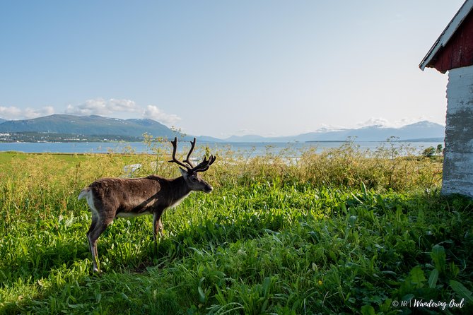 Summer Fjord Road Trip with Citizen Science with Wandering Owl - Is $156.45 a fair price?