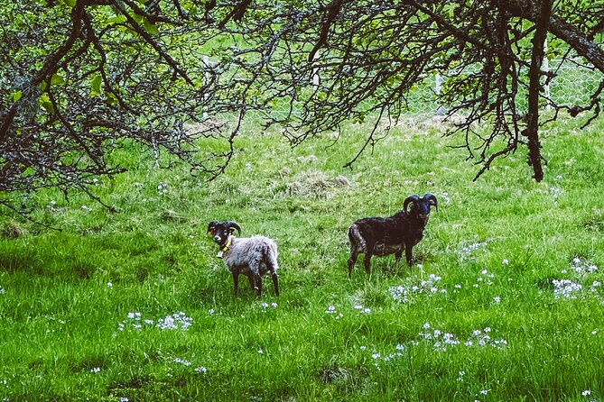 Taste of the Fjord Guided Food Tasting Experience in Flåm - Booking details worth taking seriously