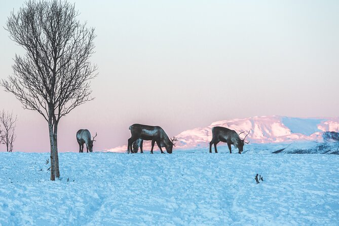 Tour of the authentic fjords of Kvaløya - Photo stops, reindeer, and the value of a flexible guide