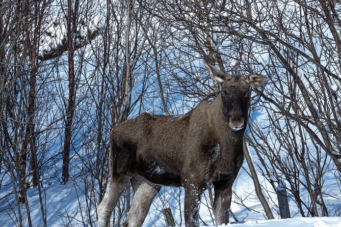 Tour of the authentic fjords of Kvaløya - Is the $151.06 price fair?