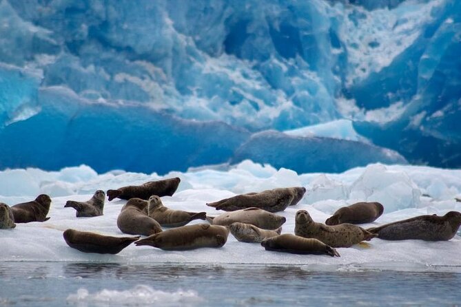 Tracy Arm Fjord and Glacier Explorer from Juneau - Whales and wildlife along the route