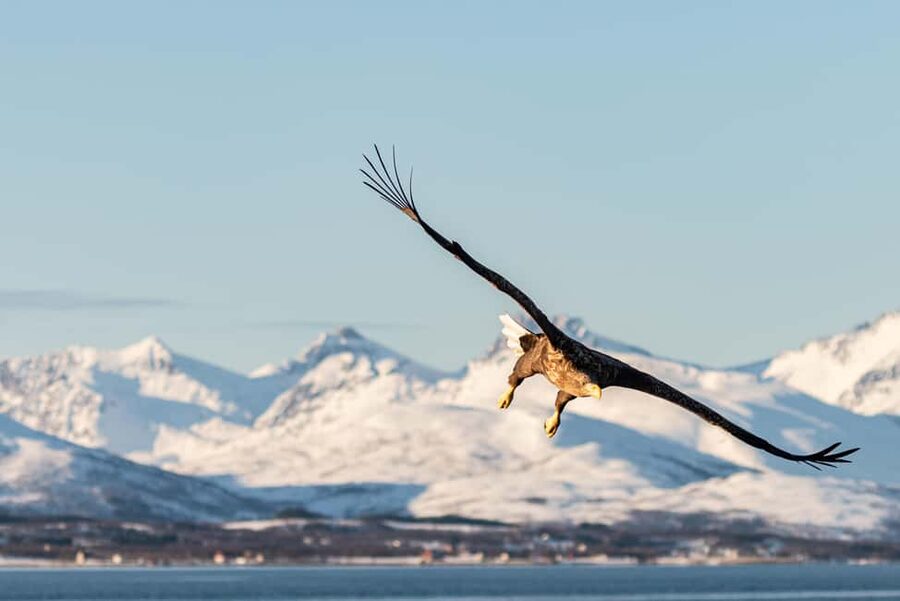 Tromsø: Arctic Fjord Cruise & Fishing Experience - Fish soup, flatbread, and unlimited warm drinks
