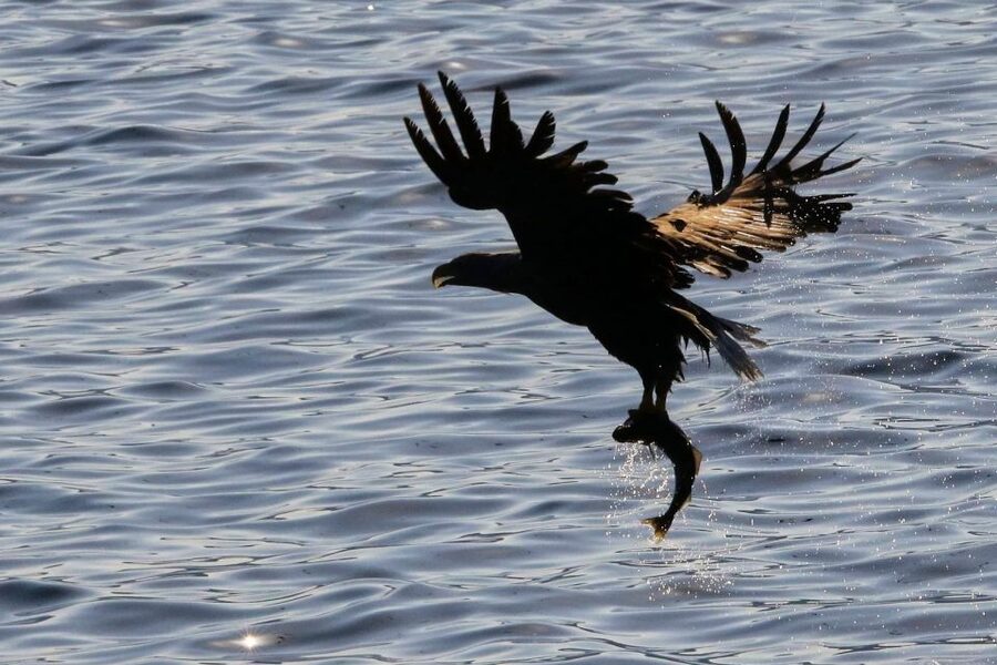 Tromsø: Arctic Fjord Cruise & Fishing Experience - Wildlife watching without a guarantee