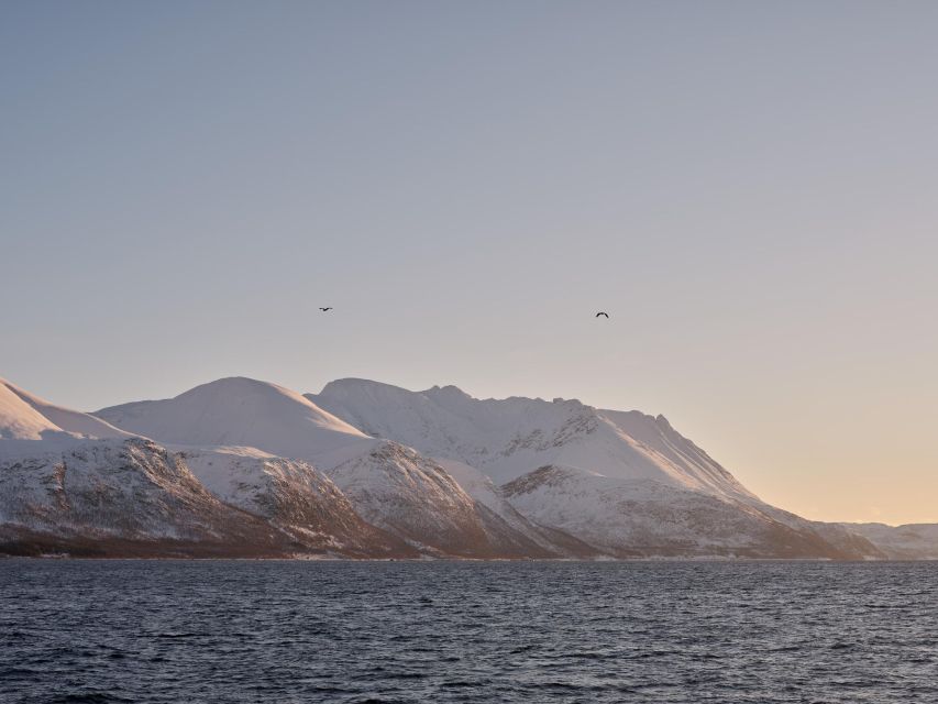 Tromsø: Arctic Fjord Cruise in Polar Landscapes - Is $120 good value?