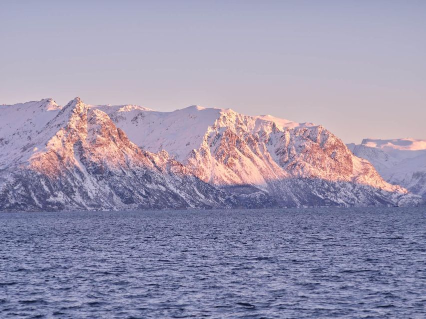 Tromsø: Arctic Fjord Cruise in Polar Landscapes - Who should book this Tromsø fjord cruise?