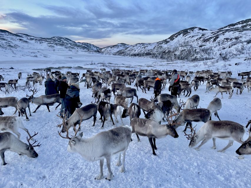 Tromsø: Arctic fjord sightseeing, Reindeer feeding and lunch - Reindeer first, then the story behind them