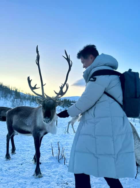 Tromsø: Arctic fjord sightseeing, Reindeer feeding and lunch - The Sámi reindeer camp and a 1.5-hour visit