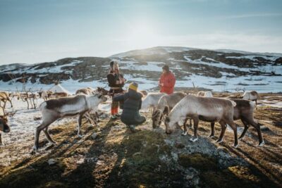 Tromsø: Arctic fjord sightseeing, Reindeer feeding and lunch