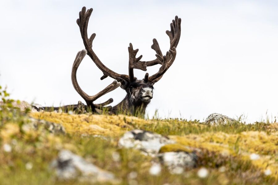 Tromsø: Arctic Fjords Tour to Kvaløya with Panoramic Lunch - Is $194 a fair price?