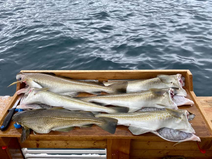 Tromsø: Fishing & Fjord Cruise - Fishing the fjords, one spot at a time