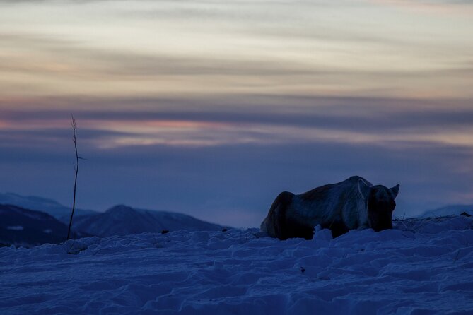 Tromsø: Fjord Adventure Tour with Wildlife and Lunch - Fjord viewpoints and short walks