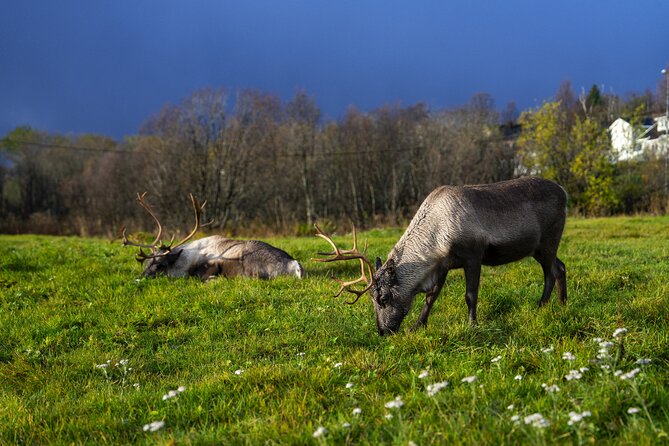 Tromsø: Fjord Adventure Tour with Wildlife and Lunch - Does the $127.57 price make sense?