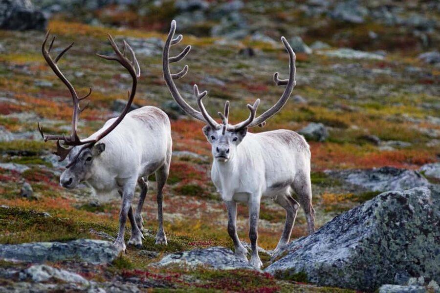 Tromso: Fjord Arctic Adventure Expedition - Scenic stops where the road becomes the attraction