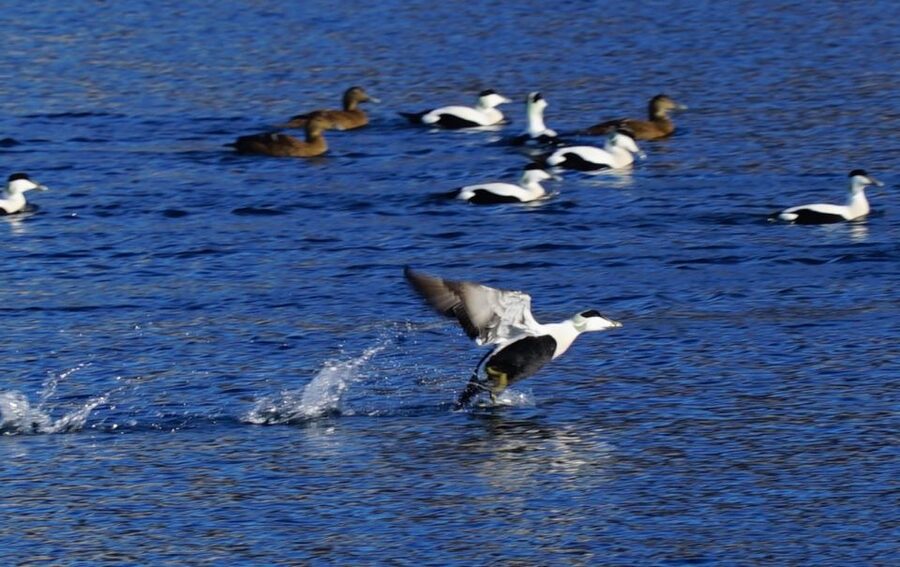 Tromsø: Fjord Cruise by Luxury Yacht - Booking, cancellation, and practical value