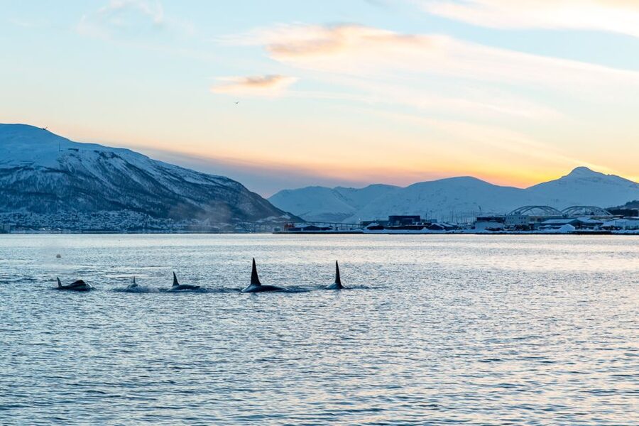 Tromsø: Fjord History Cruise with Snack and Drinks - The first view of Tromsø from the water